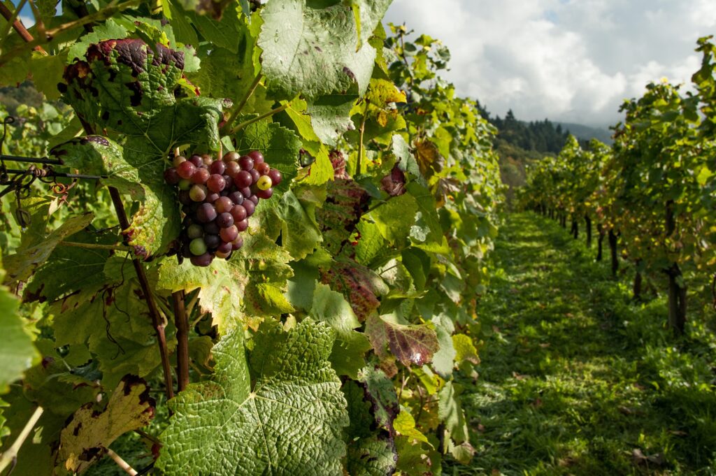 Visiting a Wine Yard - National Drink Wine Day Ideas - Chef's Deal